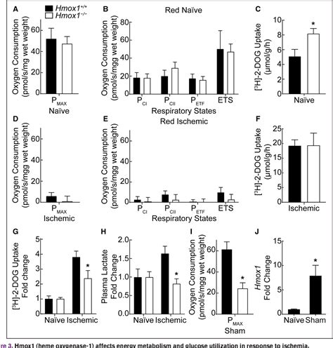 Figure From Hmox Heme Oxygenase Protects Against Ischemia