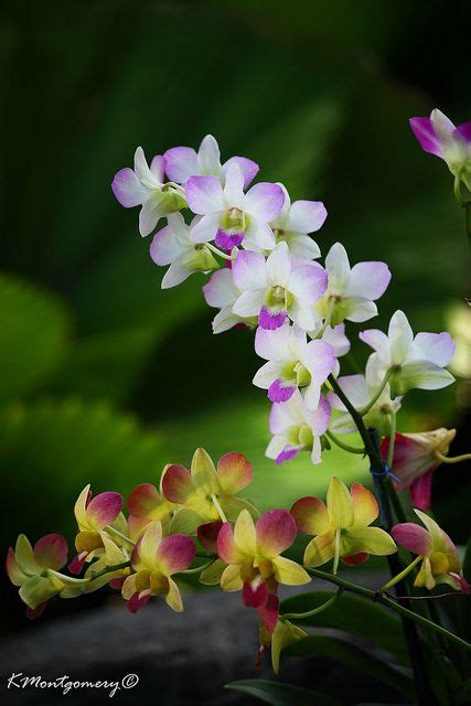 Purple And White Orchids With Green Leaves In The Background