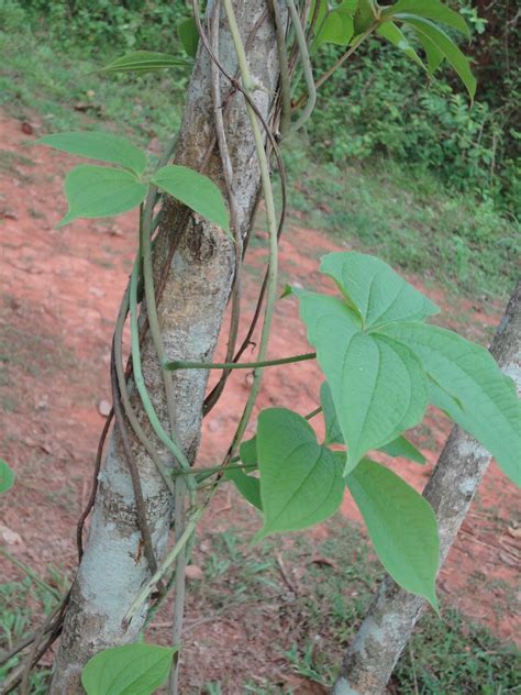 Dioscorea Hispida Cpmkutty Flickr