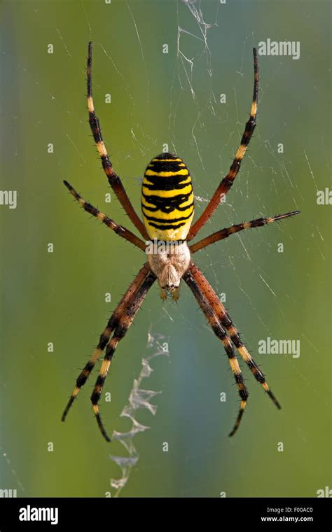 Black And Yellow Argiope Black And Yellow Garden Spider Argiope