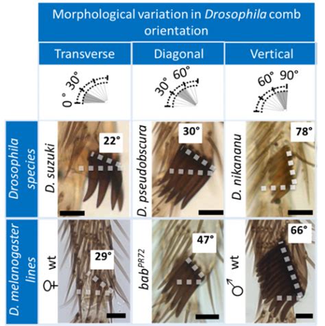 Sex Combs In Motion The Node