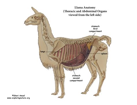 Llama Thoracic And Abdominal Organs Left View