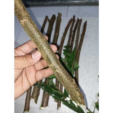 jual stek indigofera  kg isi  batang stek shopee indonesia