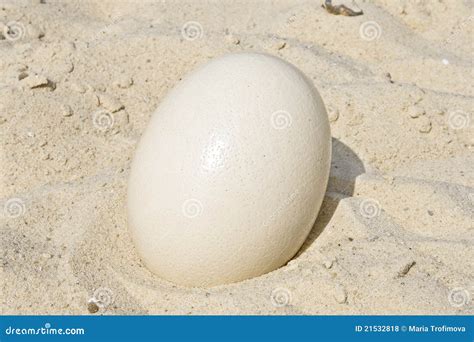 Large ostrich egg. stock photo. Image of summer, food - 21532818