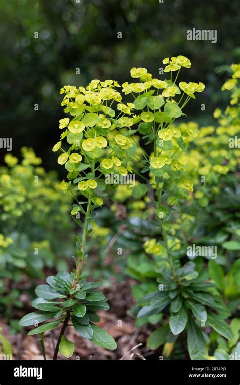 Euphorbia Amygdaloides Var Robbiae Or Wood Spurge Bushy Evergreen
