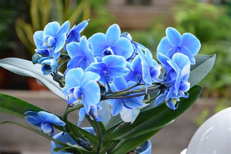 bunga anggrek biru alam foto gratis  pixabay