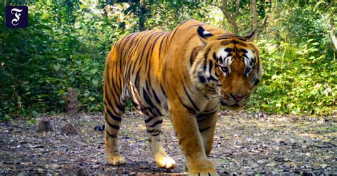 Species Protection Nepal Has Almost Tripled Its Tiger Population