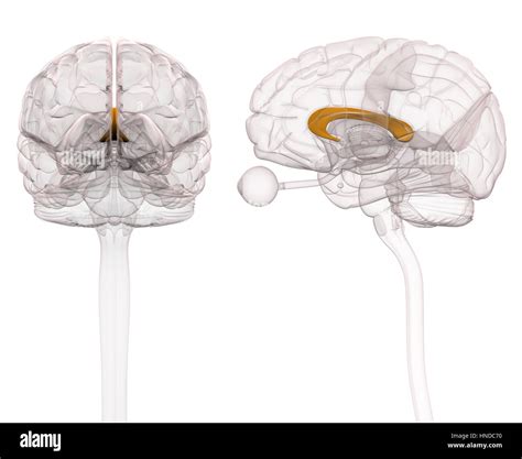 corpus callosum  res stock photography  images alamy