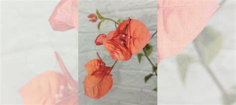 Бугенвиллия купить в Краснодаре | Товары для дома и дачи | Авито