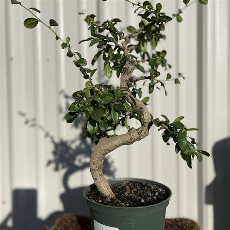 Carmona Bonsai Fukien Tea 10 Years Prime Bonsai