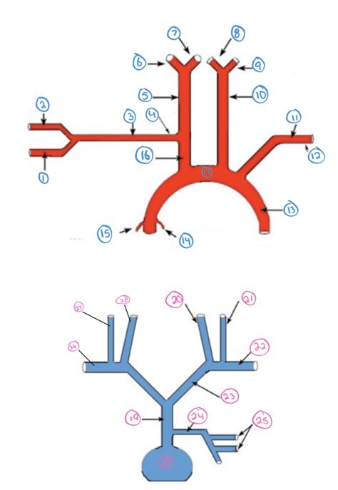 Cardiovascular System 4 Diagram Quizlet