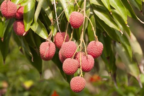 Red Organic Lichi Fruit On Tree Stock Image Image Of Litchi Inedible