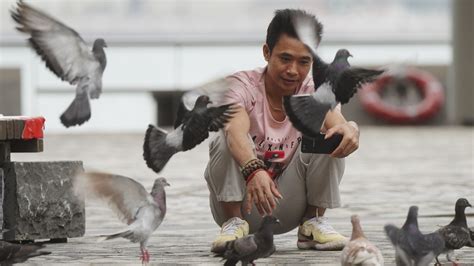 Картинки Birds Hong Kong Feeding Pigeons China обои 1920x1080