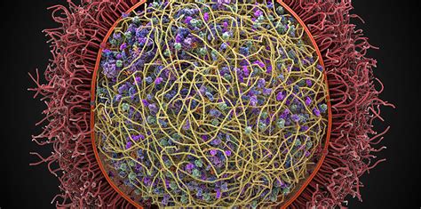 Появление 3D-модели клетки приведет к прорыву в медицине