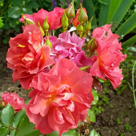 Cinco de Mayo™ | Roses' Name