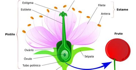 O Que Os Elefantes Comem Como Sua Alimenta O Na Natureza Mundo