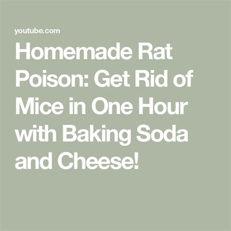 Homemade Rat Poison: Get Rid of Mice in One Hour with Baking Soda and