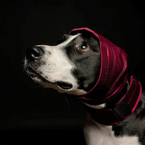 Ear Wrap For Dogs - Holiday Wrapping Inspiration