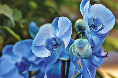 Několik Pravidel Jak Správně Pečovat O Orchidej Aby Se Odvděčila