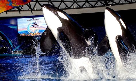 Seaworld One Ocean Dicas De Viagem Por Cvc Viagens