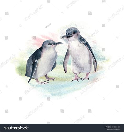 Watercolor Australian Blue Penguins Illustration Perfect Stock ...
