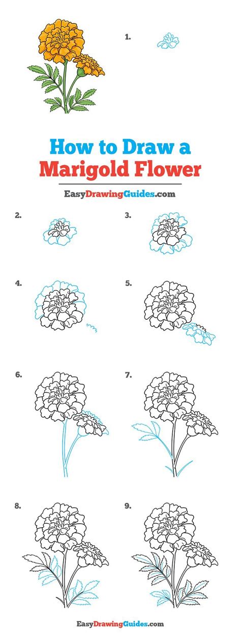 How To Draw A Marigold Flower Really Easy Drawing Tutorial In 2024 Marigold Flower Flower