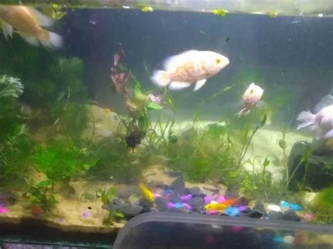 Albino Oscar At Best Price In Howrah By Ashis Traders Id 22376444373