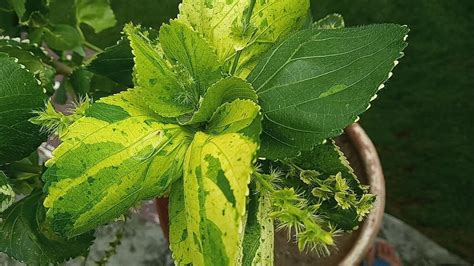 Acalypha Wilkesianacopperleaf Josephs Coatfire Dragan Plant