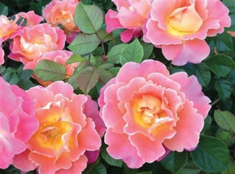 Rosa Radpetals Fruity Petals™ Rose Eberts Greenhouse