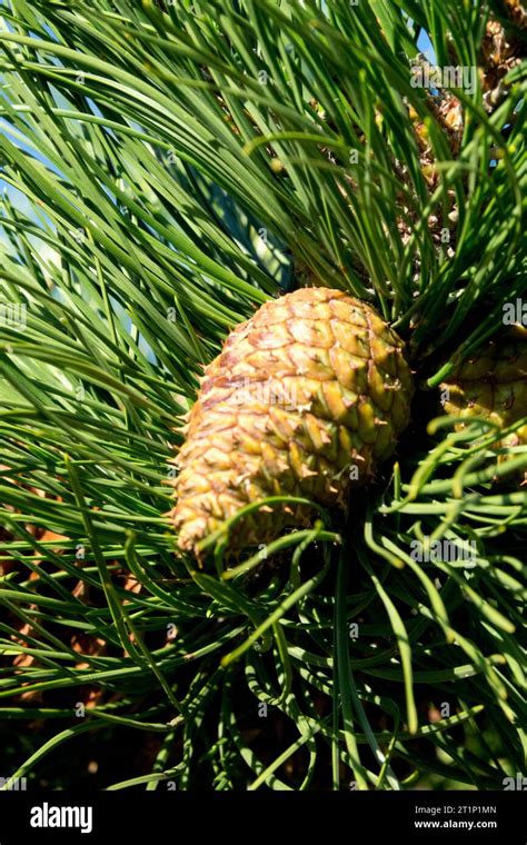 Northern Pitch Pine Cone Pinus Rigida Stock Photo Alamy