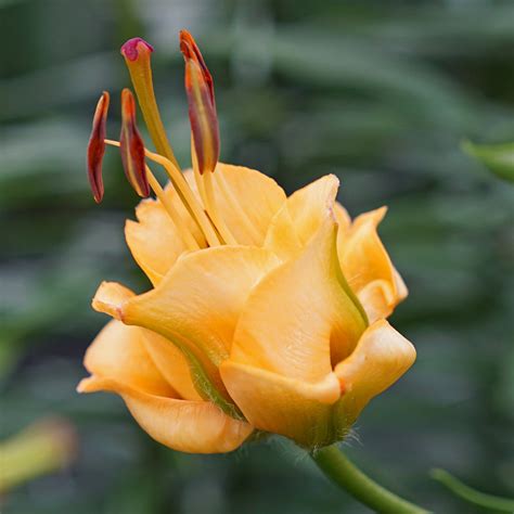 Buy Lily Apricot Fudge (Lilium) | per 5 bulbs | Fluwel