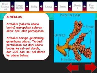 Sistem Pernapasan Ppt