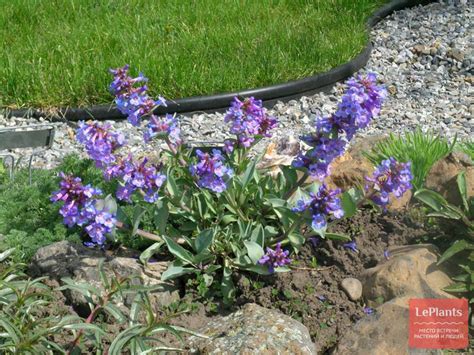 Пенстемон блестящий (Penstemon nitidus) — описание, выращивание, фото ...