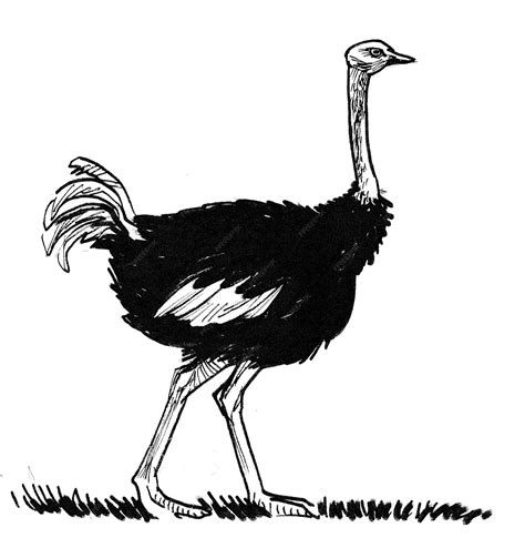 ostrich clip art black  white