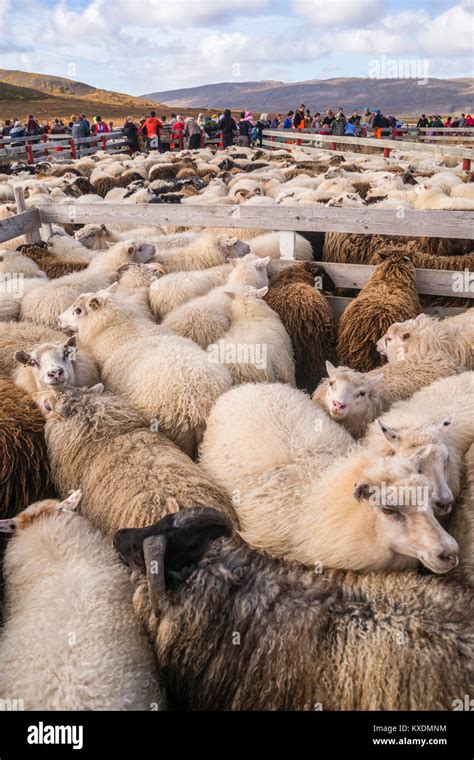 Counting And Sorting Of Islandic Sheep Sheep Offspring In Island