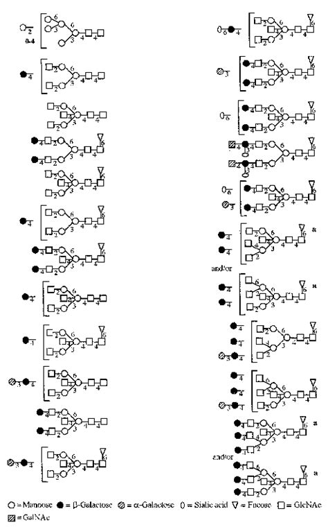 Structures of megalin N-glycans. Superscript a indicates that these ...