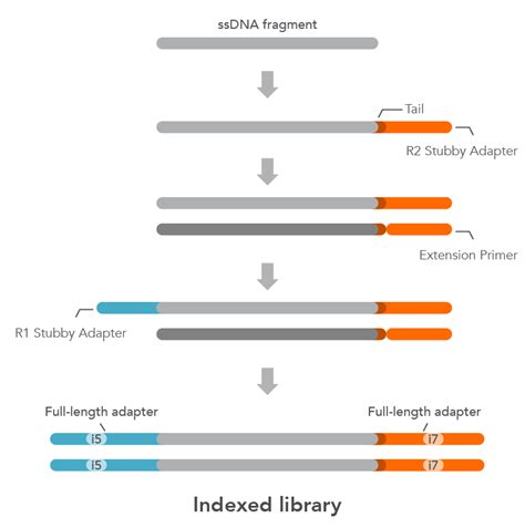 xGen™ ssDNA & Low-Input DNA Library Prep Kit | PentaGen