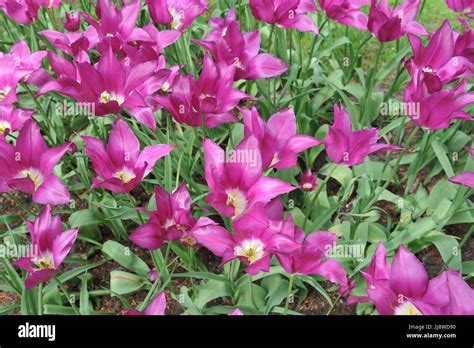 Pink Lily Flowered Tulips Tulipa Maytime Bloom In A Garden In April