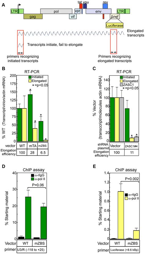 ZASC1 promotes HIV-1 transcription elongation. (A) Schematic of the ...