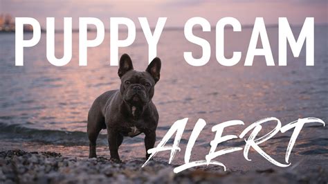 How To Avoid A Puppy Scam French Bulldog Addition Tips To Find A