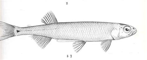 Australian Smelt Facts Diet Habitat And Pictures On Animaliabio