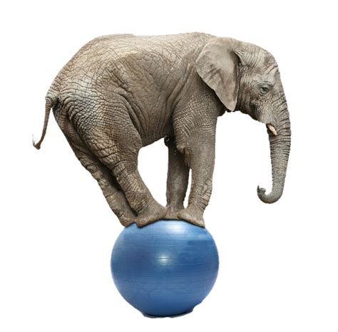 Слон на шаре рисунок - 63 фото