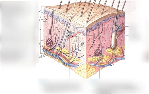 A P Practical Labeling Anatomical Model Of Integumentary System