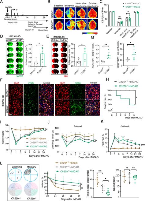 Ch25h Deficiency Exacerbates Ischemic Brain Injury And Download