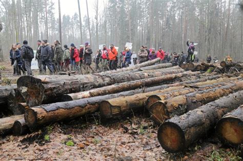 Wycinka Puszczy Białowieskiej Jest wyrok Polska złamała prawo