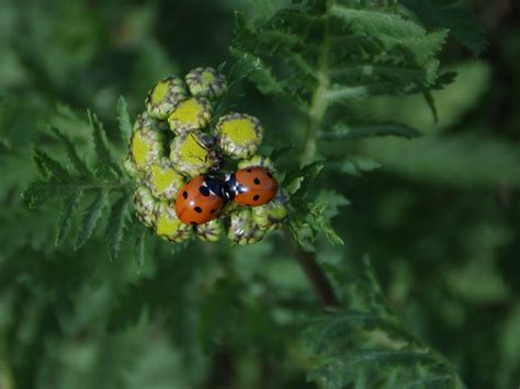 Ladybug Nature Lucky Charm - Free photo on Pixabay - Pixabay