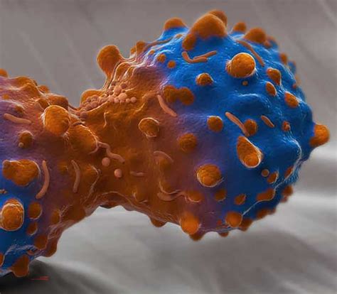 akt pathway discovery enzo