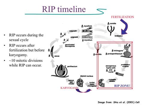 PPT - Catching RIP in the act. Part I: A PCR assay to detect DNA ...