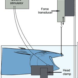 The experimental apparatus used to measure bite force while controlling ...