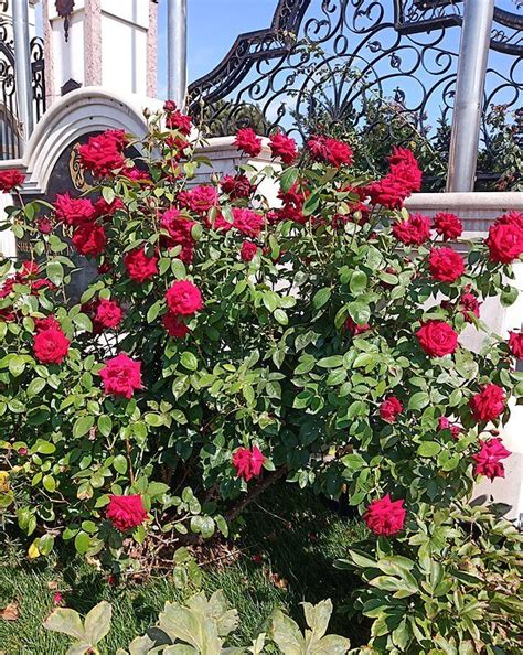China Rose Rosa Chinensis Cultivars Medicinal Uses And Recipes